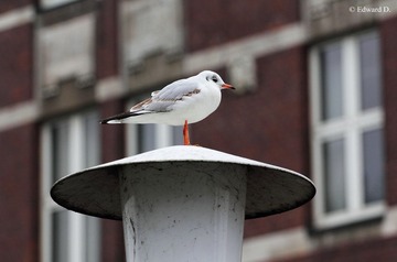 IMG_2203.jpg