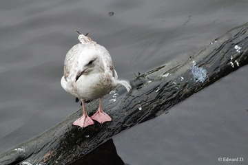 IMG_1984.jpg