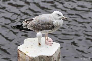 IMG_1983.jpg