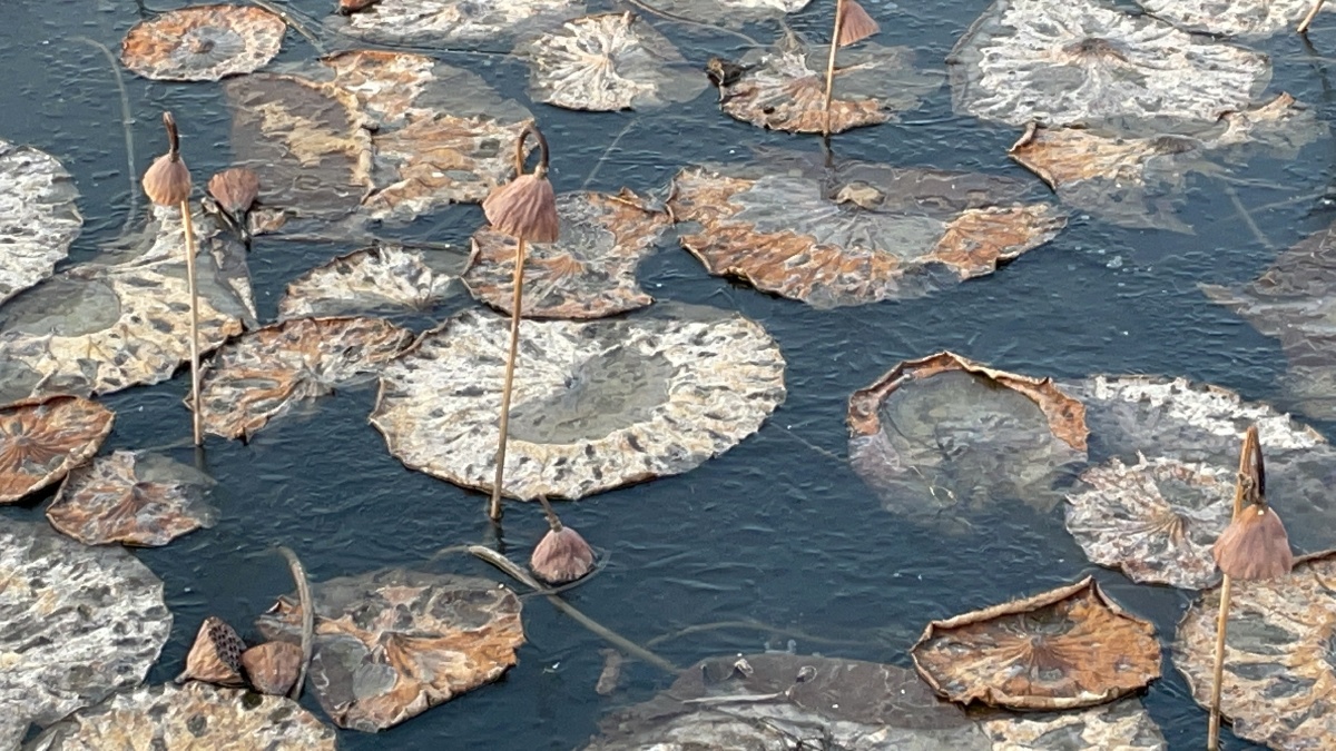 冬天的荷花枯萎凋零此时也是一种神韵