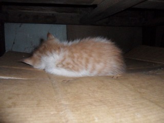SAM_0089