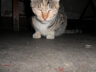 SAM_0074