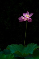DSC_9532.jpg