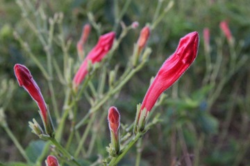 IMG_2258.jpg