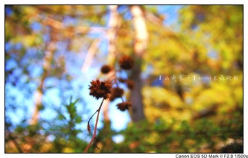 行摄云南 束河