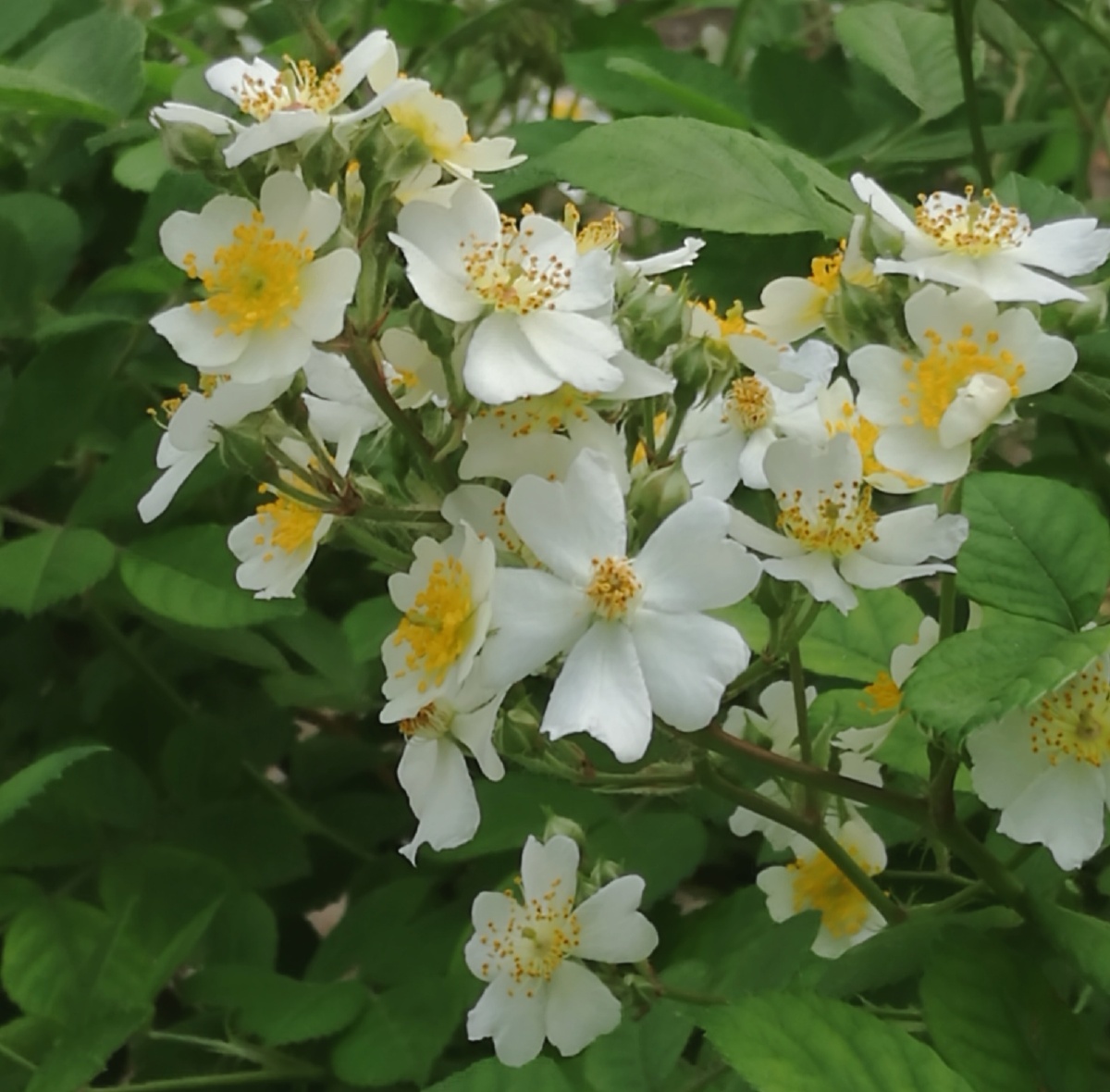 蔷薇- 余若木 - 图虫