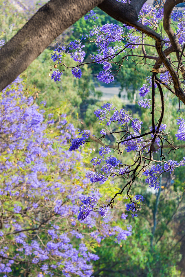 花城之蓝花楹攀枝花市,是中国唯一以花命名的城市,4月,是蓝花楹绽放的