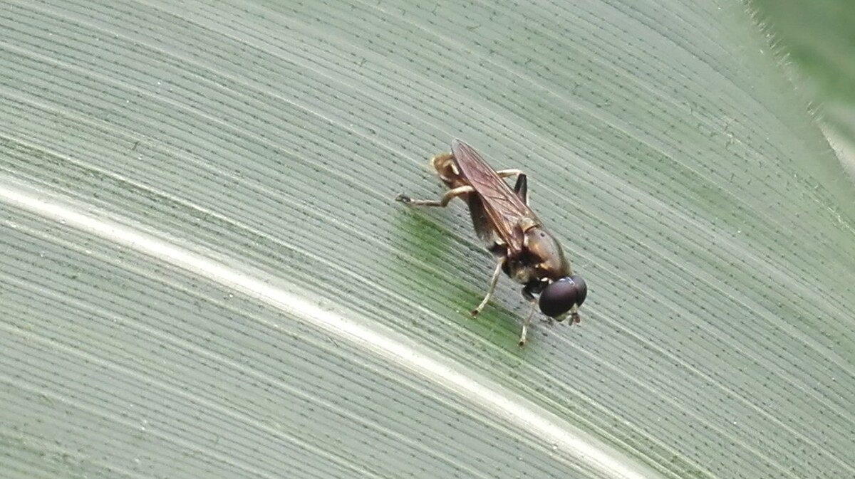 农业防白蚁用什么肥料,装修前用什么消除白蚁?