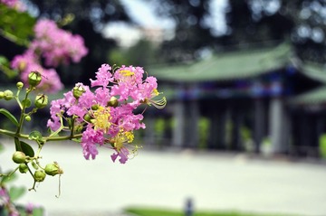 夏天的味道