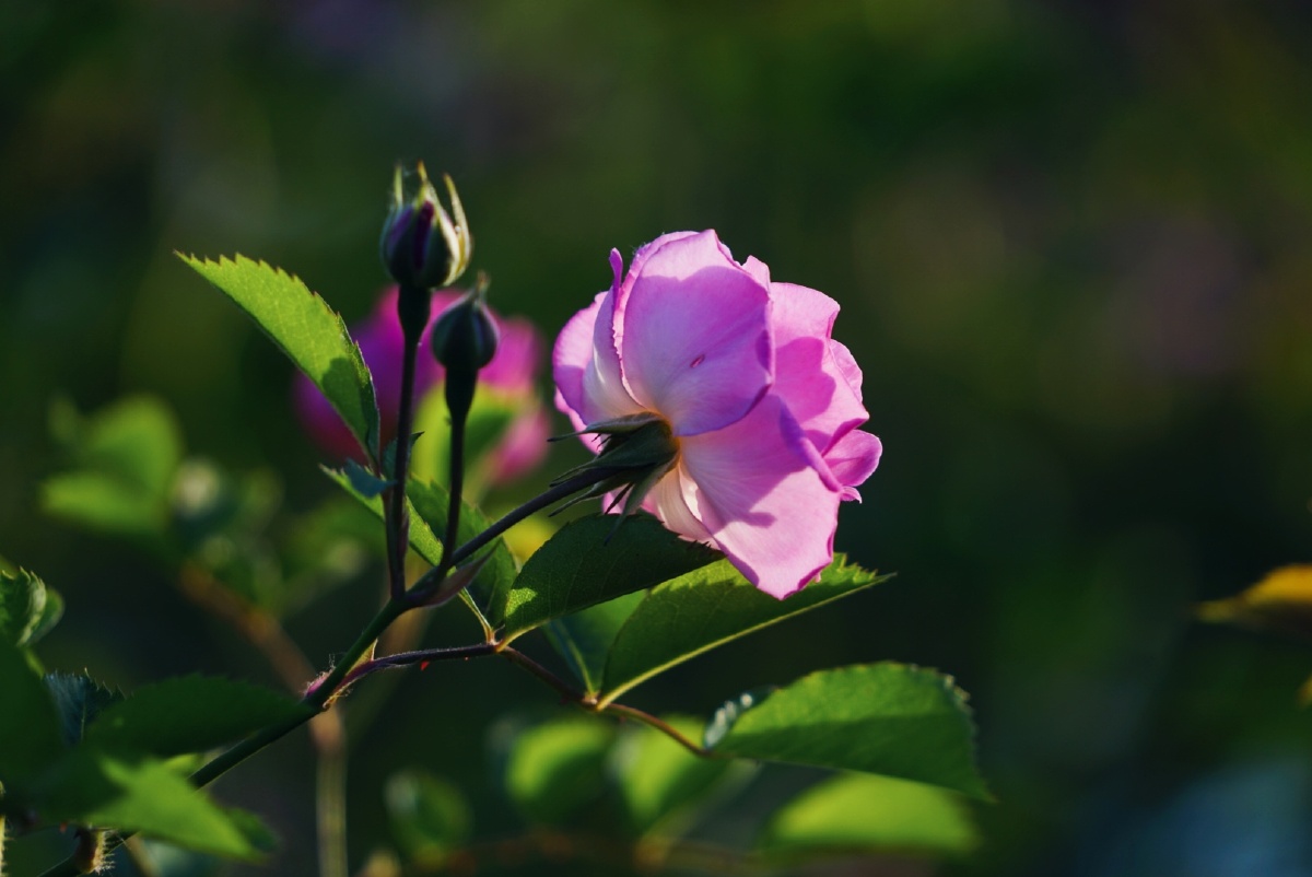 花儿花儿真美丽