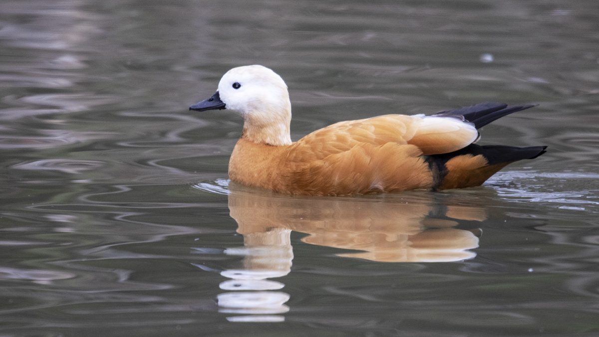 赤麻鸭ruddyshelduck