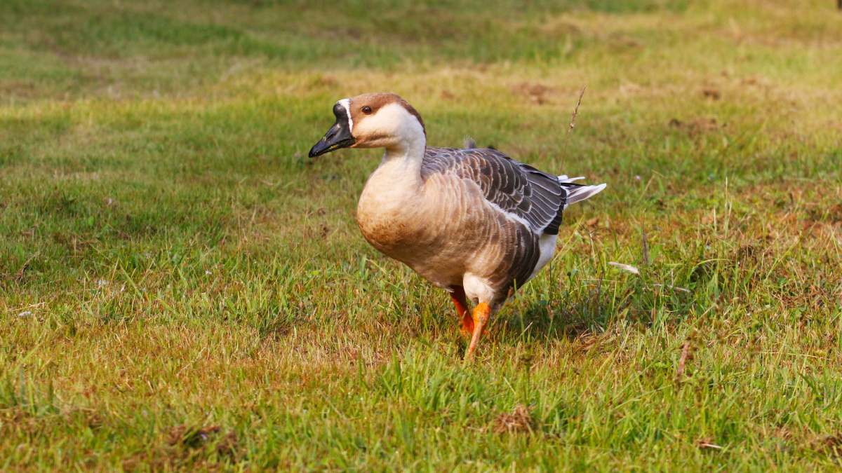 诺丁鸭鸿雁swangoose