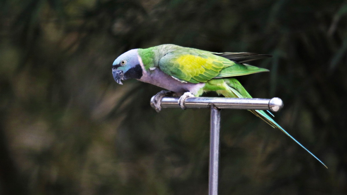 绯胸鹦鹉redbreastedparakeet