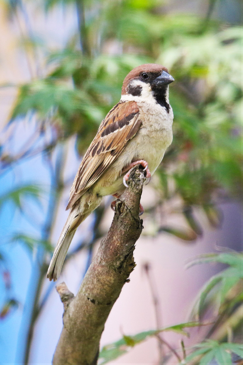 树麻雀treesparrow