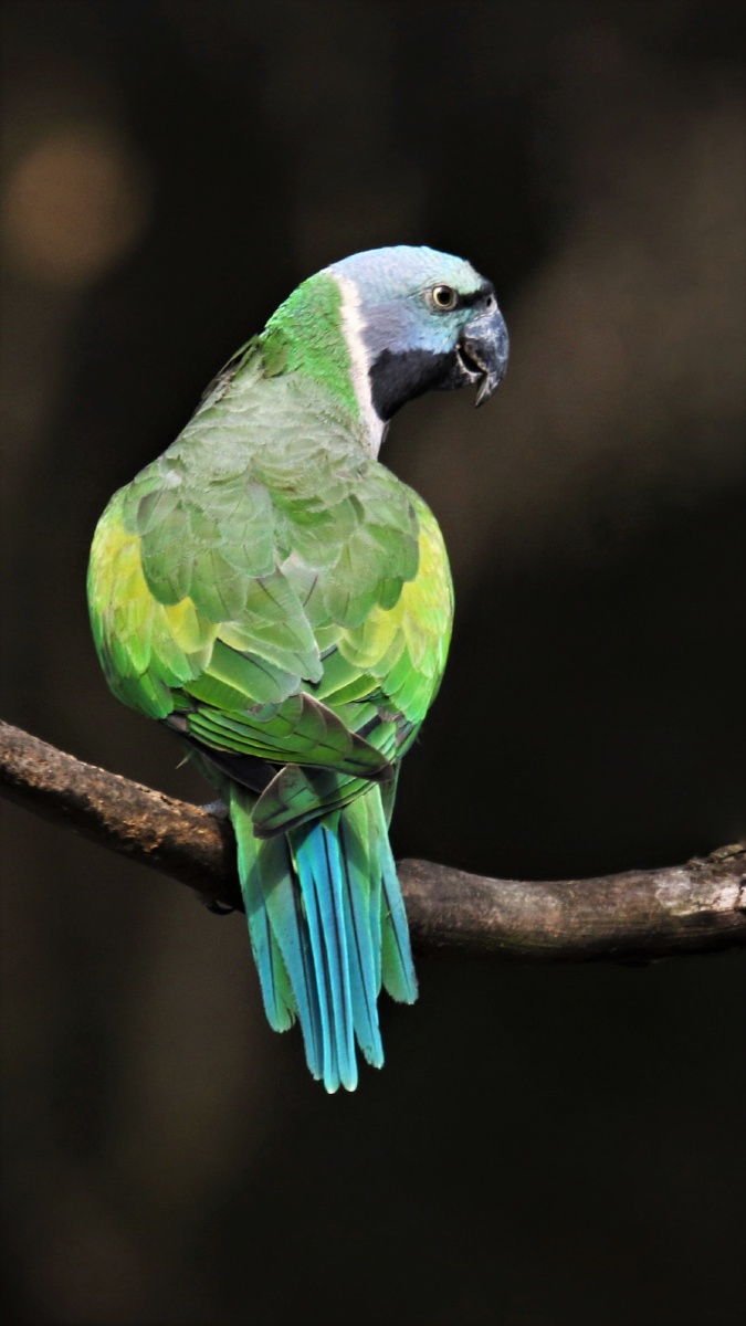 绯胸鹦鹉redbreastedparakeet
