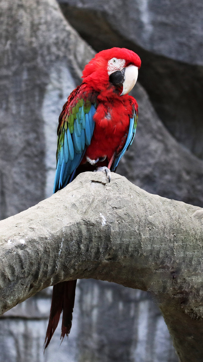红绿金刚鹦鹉redandgreenmacaw