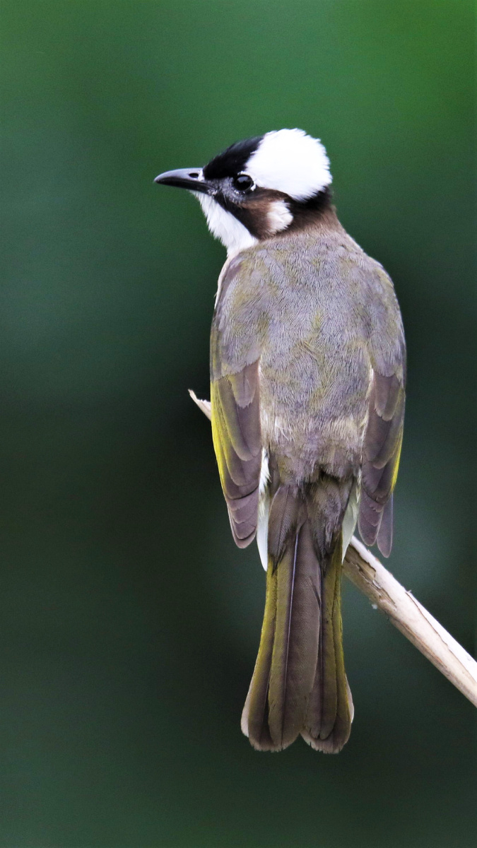 白头鹎chinesebulbul
