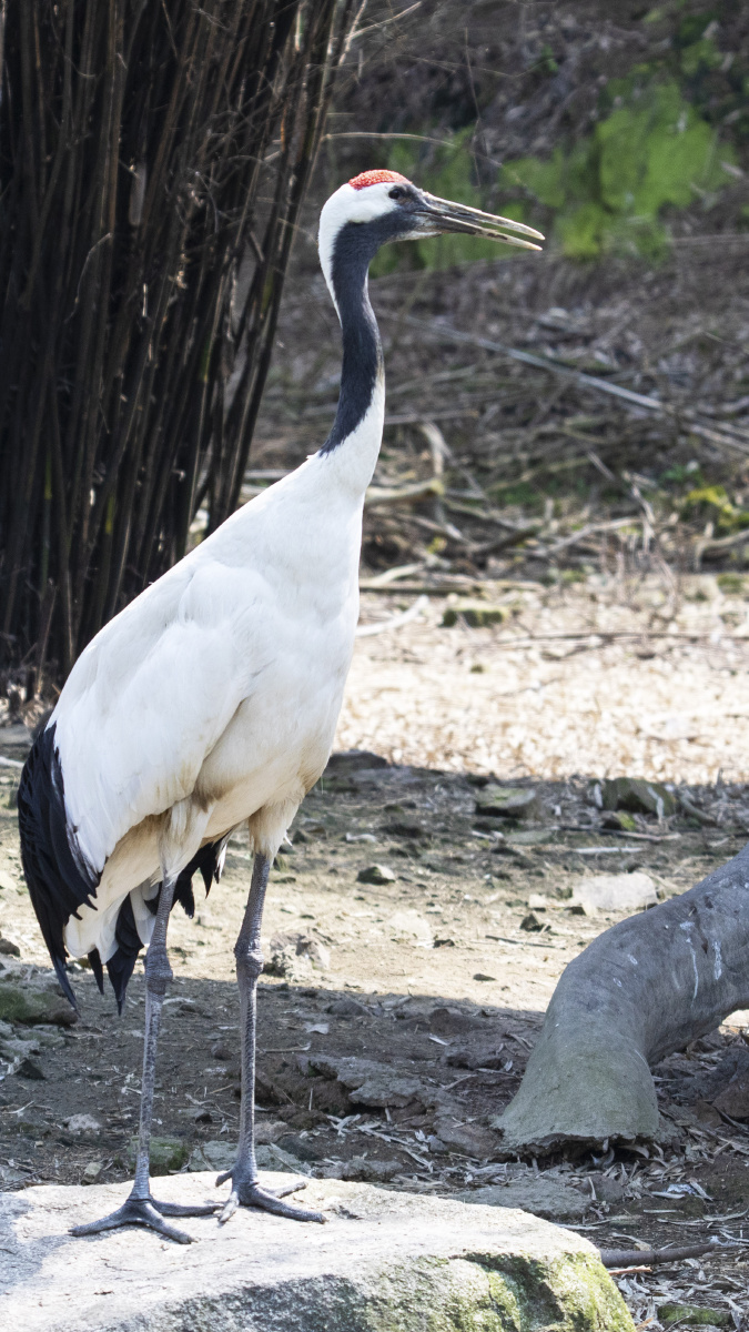 丹顶鹤redcrownedcrane