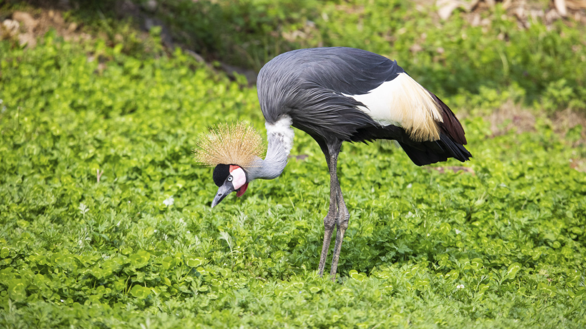 灰冠鹤greycrownedcrane