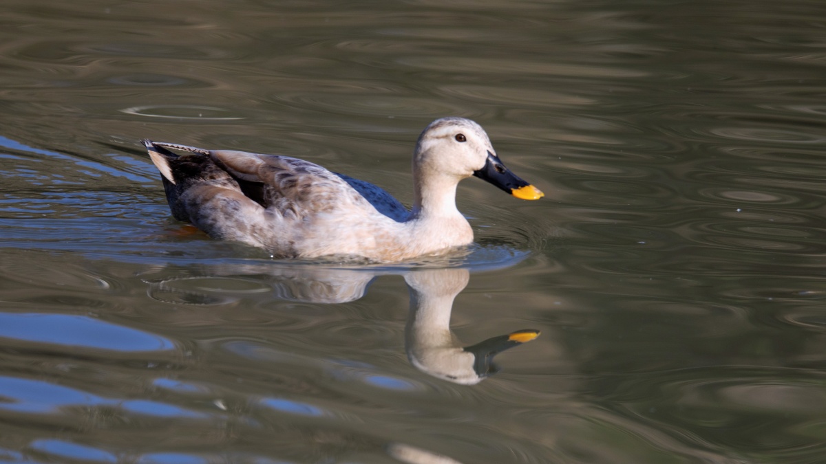 斑嘴鸭 eastern spot-billed duck