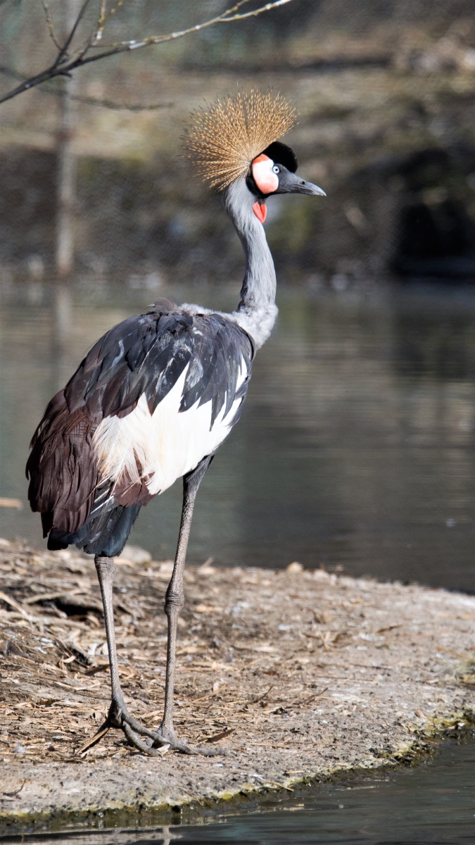 灰冠鹤greycrownedcrane