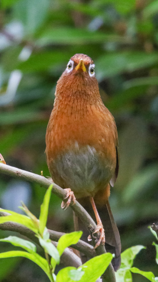 画眉鸟chinesehwamei