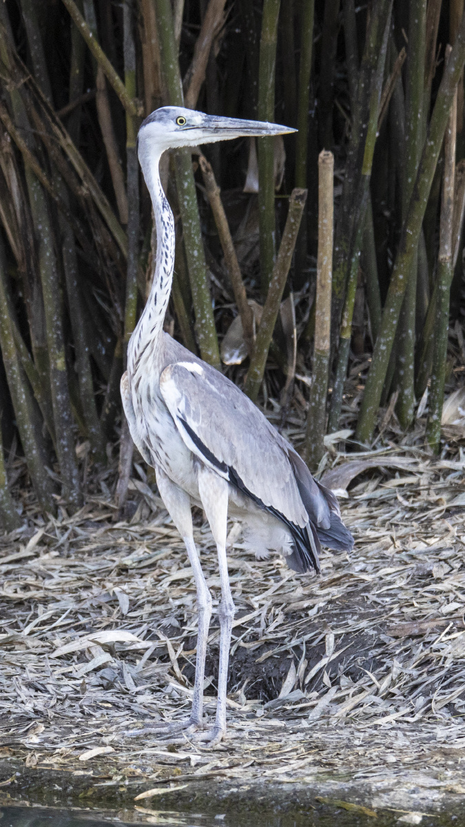 苍鹭greyheron