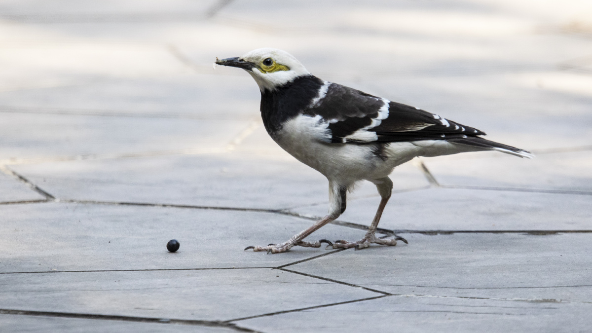 黑领椋鸟blackcollaredstarling