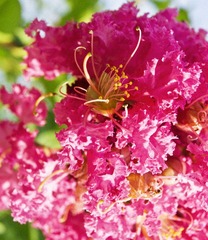 花蕊
