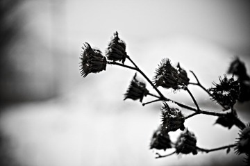 _DSC1806.jpg