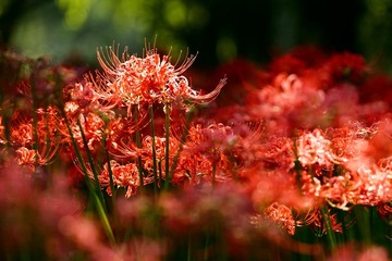 IMG_7957_1.jpg