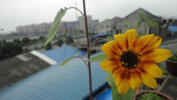 花欲
