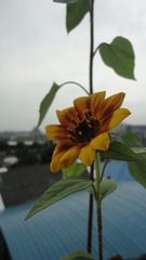 花欲