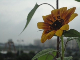 花欲