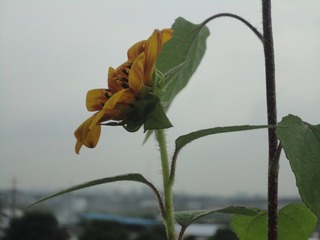 花欲