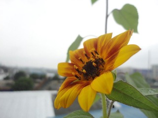 花欲