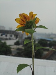 花欲
