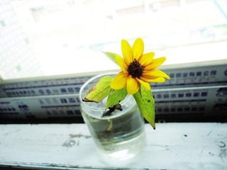 花欲