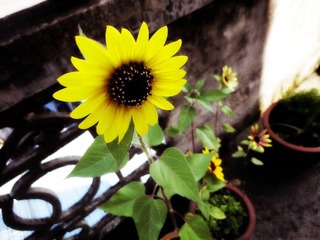 花欲