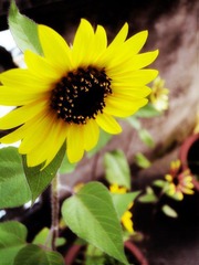 花欲