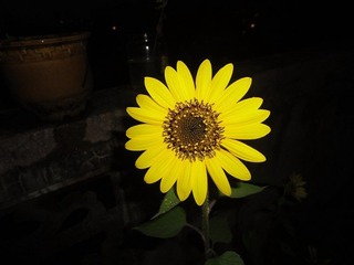 花欲