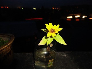 花欲