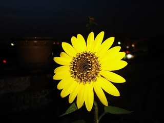 花欲