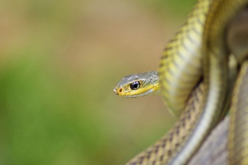 _XYQ5778_1.jpg