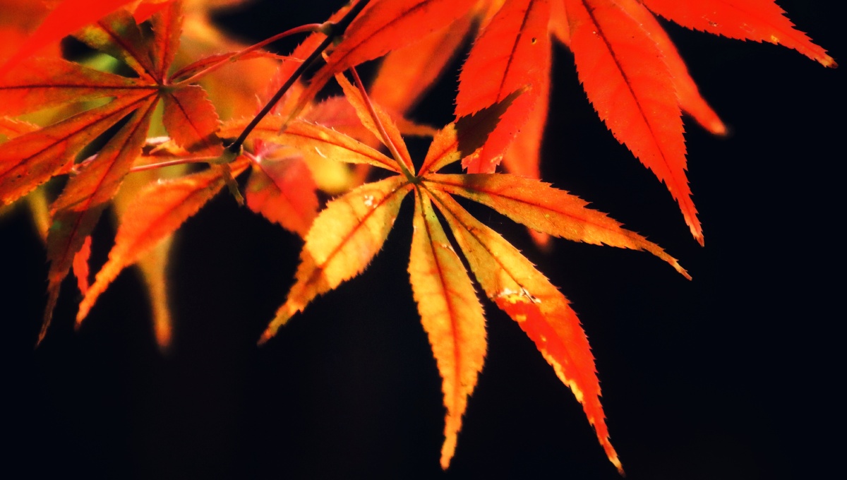 秋天里的一叶红