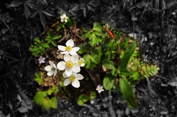 一丛花