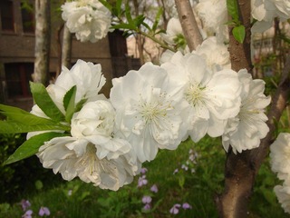 白花