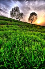 grassland
