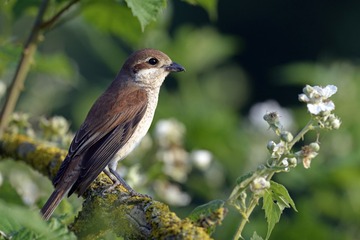 DSC_sss6ddss398_1_副本.jpg