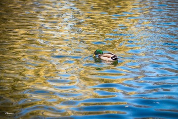 DSC_4878.jpg